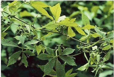 Gynostemma Pentaphyllum Extract Jiaogulan Extract Powder