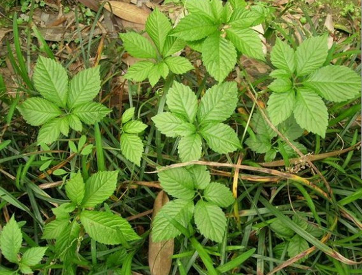 Gynostemma Pentaphyllum Extract Jiaogulan Extract Powder