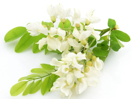 98% Organic Licorice Extract , 482-35-9 Sophora Japonica Flower Extract Isoquercetin